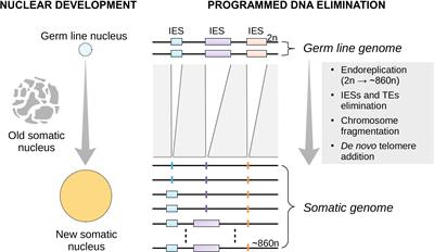 Cross-Generational Effects and Non-random Developmental Response to Temperature Variation in Paramecium